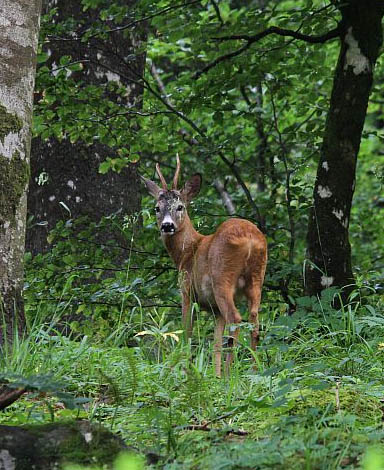 Hotel Montanaro priroda